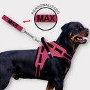Peitoral com Guia Personalizada para Cães